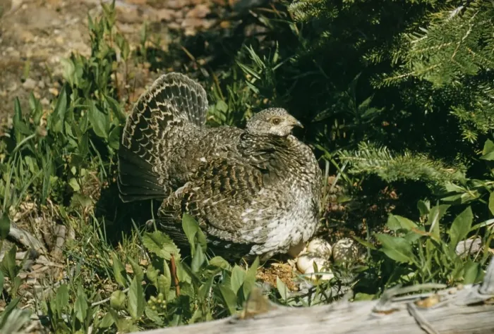 Framed Print : Blue Grouse Female at nest with eggs Framed Print : Blue Grouse Female at nest with eggs