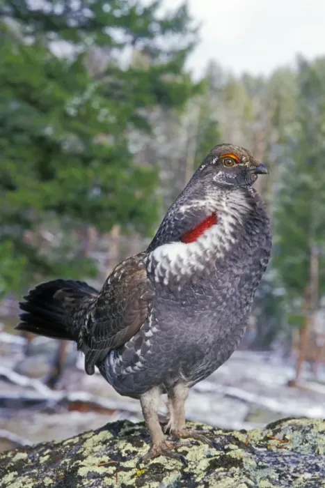 Framed Print : Blue Grouse - male performing spring mating display (hooting). Western U. S. spring. bg388 Framed Print : Blue Grouse - male performing spring mating display (hooting). Western U. S. spring. bg388