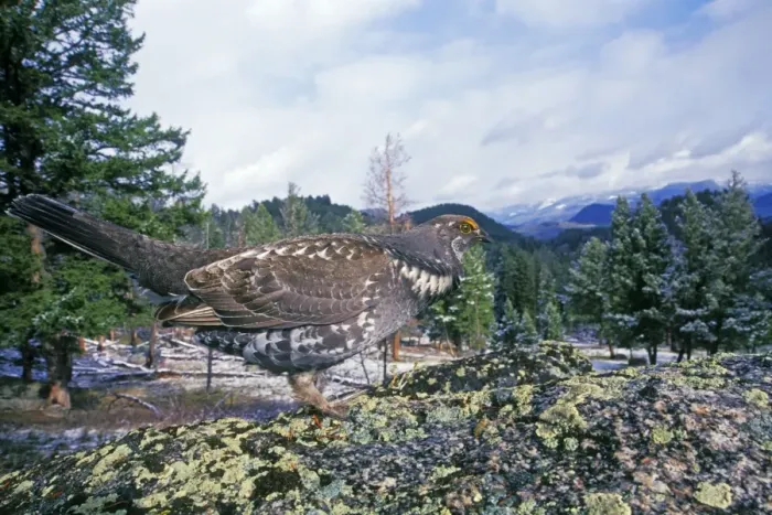 Framed Print : Blue Grouse - male. Western U. S. spring. bg389 Framed Print : Blue Grouse - male. Western U. S. spring. bg389