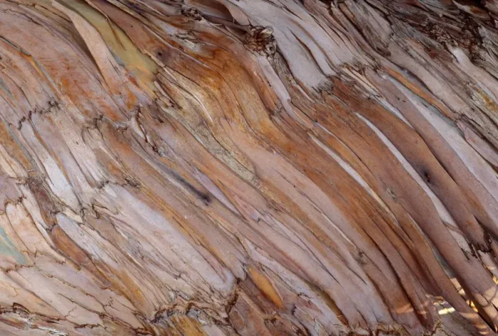 Framed Print : Blue Gum Tree - bark Framed Print : Blue Gum Tree - bark