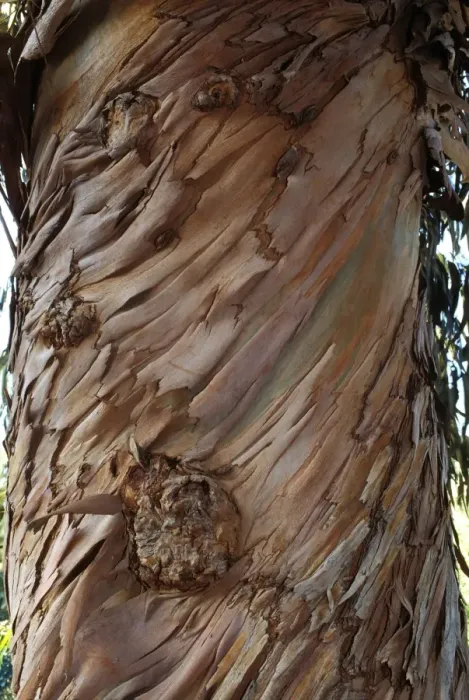 Framed Print : Blue Gum Tree - bark Framed Print : Blue Gum Tree - bark