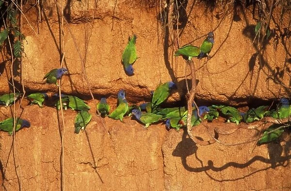 Blue-headed Parrot Clay lick, Manu, Peru