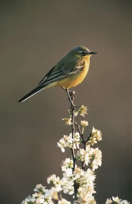 Framed Print : Blue-headed Wagtail on top of blossom Belgium Framed Print : Blue-headed Wagtail on top of blossom Belgium