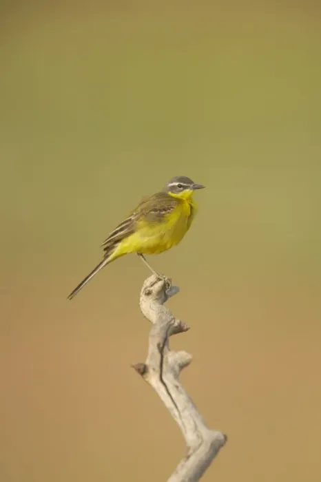 Framed Print : Blue-Headed Wagtail - Female Motacilla flava Hungary BI016583 Framed Print : Blue-Headed Wagtail - Female Motacilla flava Hungary BI016583