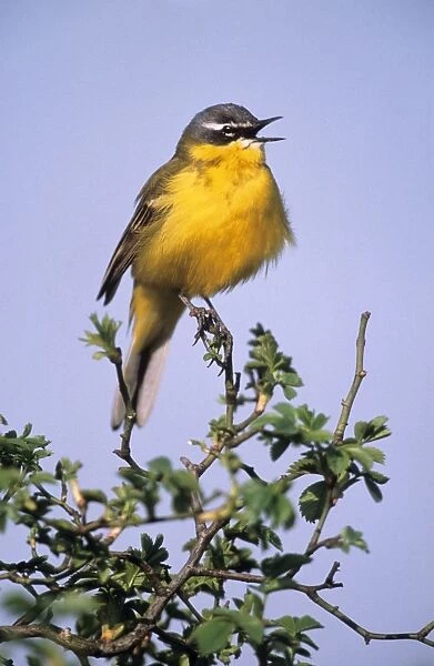 Blue-headed  /  Yellow Wagtail - European form singing