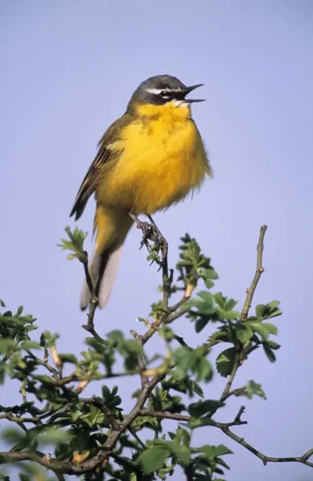 Framed Print : Blue-headed / Yellow Wagtail - European form singing Framed Print : Blue-headed / Yellow Wagtail - European form singing