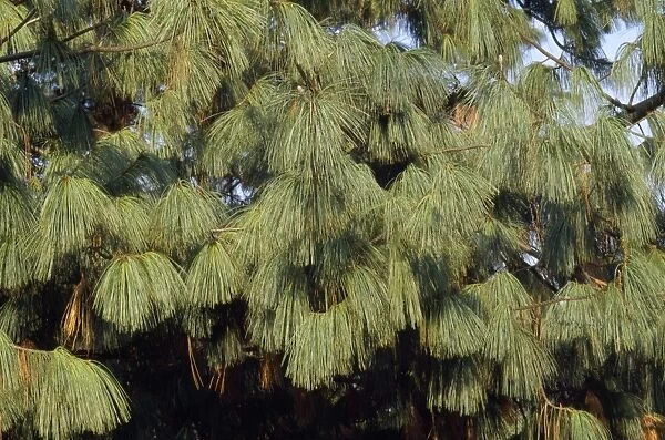Blue  /  Himalayan White Pine Tree - sometimes erroneously called Bhutan Pine. Previously Pinus griffithii or Pinus excelsa