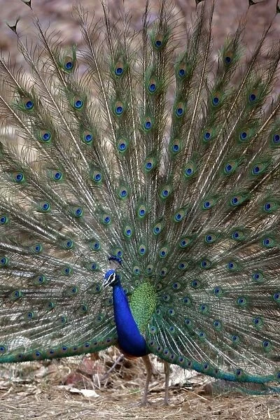 Blue Indian Peafowl  /  Peacock - Displaying feathers Ranthambhore NP, Rajasthan, India