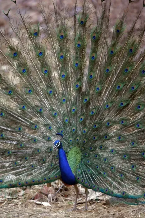 Framed Print : Blue Indian Peafowl / Peacock - Displaying feathers Ranthambhore NP, Rajasthan, India Framed Print : Blue Indian Peafowl / Peacock - Displaying feathers Ranthambhore NP, Rajasthan, India
