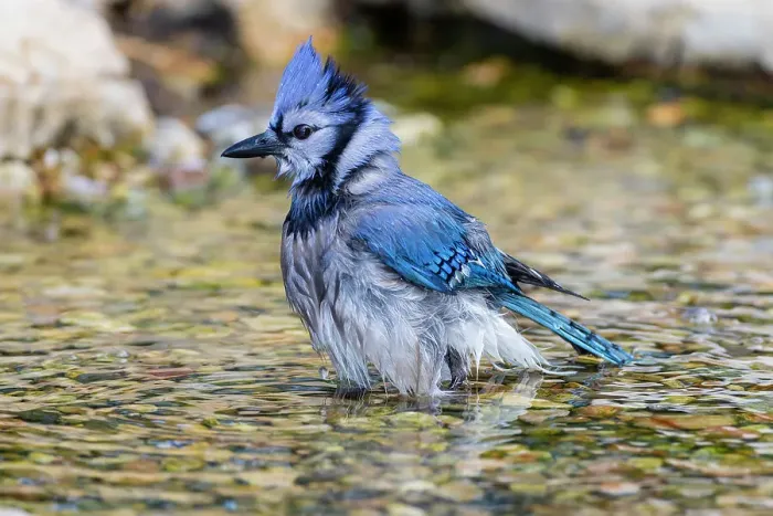 Framed Print : Blue Jay (Cyanocitta cristata) bathing Marion County, Illinois. Date: 26-06-2020 Framed Print : Blue Jay (Cyanocitta cristata) bathing Marion County, Illinois. Date: 26-06-2020