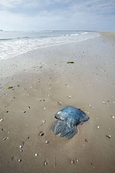 Blue Jellyfish - stranded on beach - Texel Island - Holland