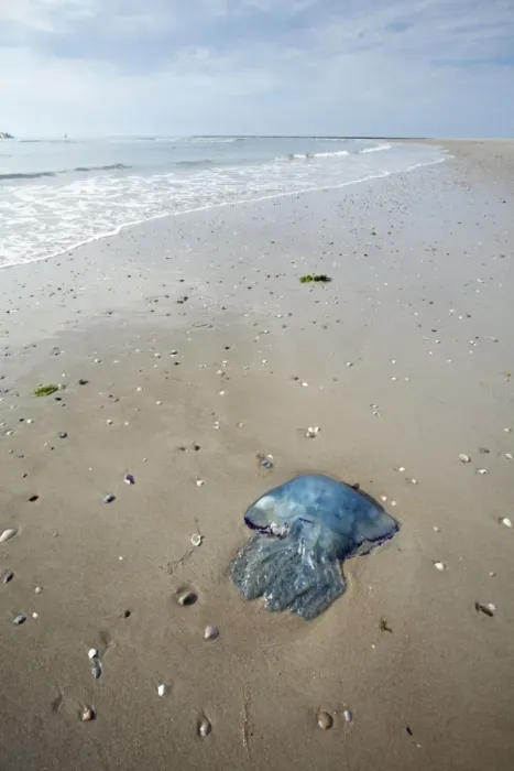 Framed Print : Blue Jellyfish - stranded on beach - Texel Island - Holland Framed Print : Blue Jellyfish - stranded on beach - Texel Island - Holland