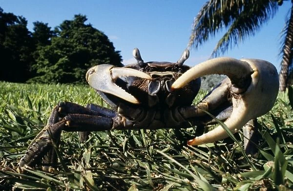 Blue Land Crab Florida, USA