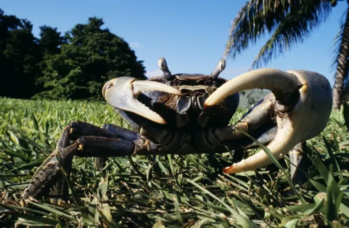 Framed Print : Blue Land Crab Florida, USA