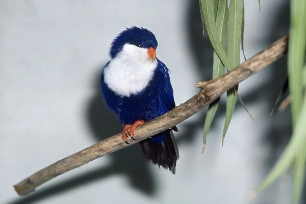 Blue Lorikeet  /  Tahitian Blue Jay