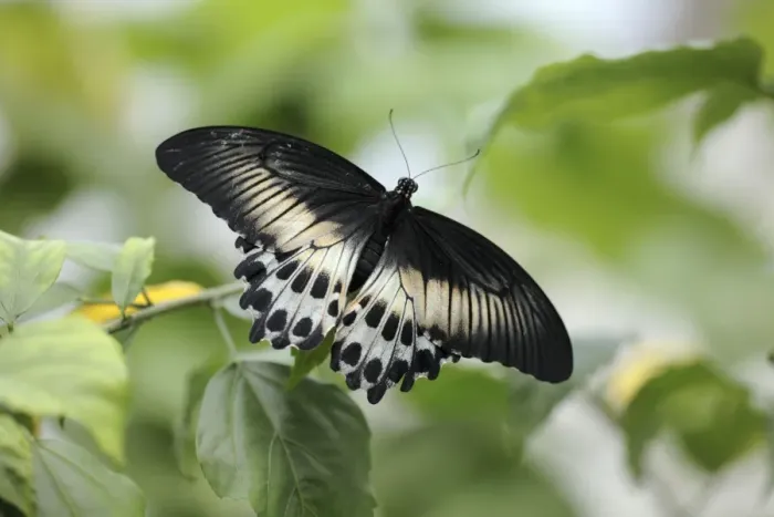 Framed Print : Blue Mormon Butterfly - female resting on leaf, Emmen, Holland Framed Print : Blue Mormon Butterfly - female resting on leaf, Emmen, Holland