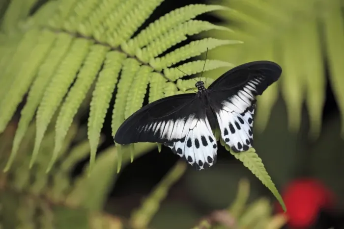 Framed Print : Blue Mormon Butterfly - male resting on fern frond Emmen, Holland
