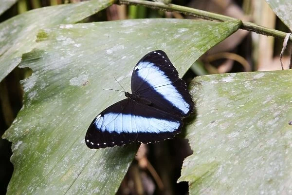Blue Morpho Butterfly Manu Wildlife Reserve Amazon Peru