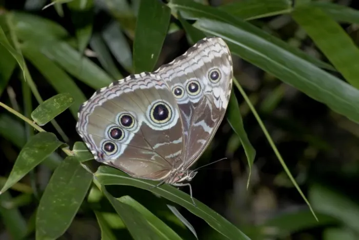 Framed Print : Blue Morpho Butterfly - resting, showing underwing pattern. Blue colour (top of wings) of males caused by diffraction and light interference. Eyespots startle predatora. Adults drink juices from rotting fruit Framed Print : Blue Morpho Butterfly - resting, showing underwing pattern. Blue colour (top of wings) of males caused by diffraction and light interference. Eyespots startle predatora. Adults drink juices from rotting fruit