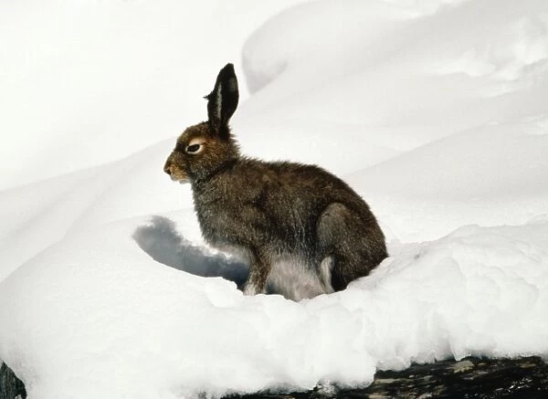 Blue  /  Mountain Hare - in summer coat - in snow