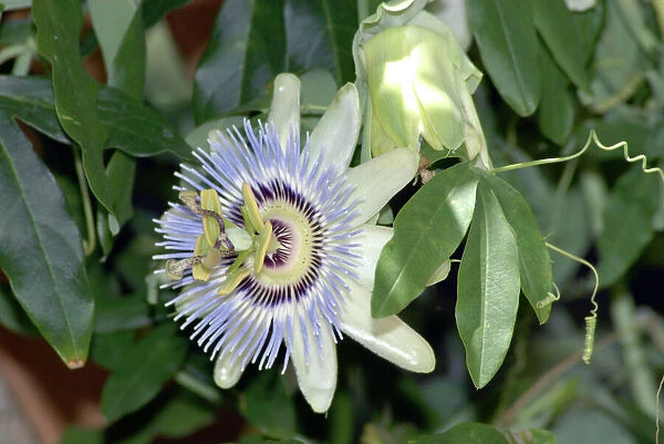 Blue Passion Flower  /  Blue Crown Passion Flower  /  Common Passion Flower. Native to South and Central America to southern USA; cultivated worldwide. Fruit eaten fresh or in drinks. Seed dispersal by birds and mammals that eat fruit