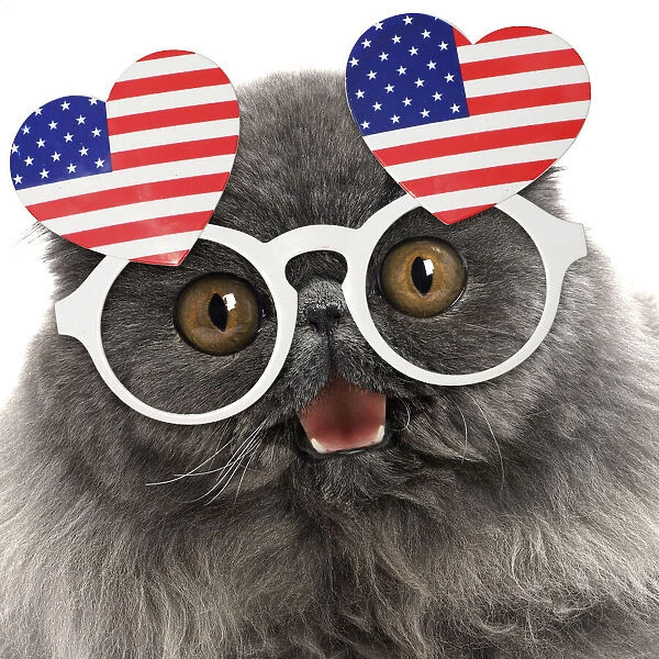 Blue Persian Cat wearing heart shaped American flag glasses