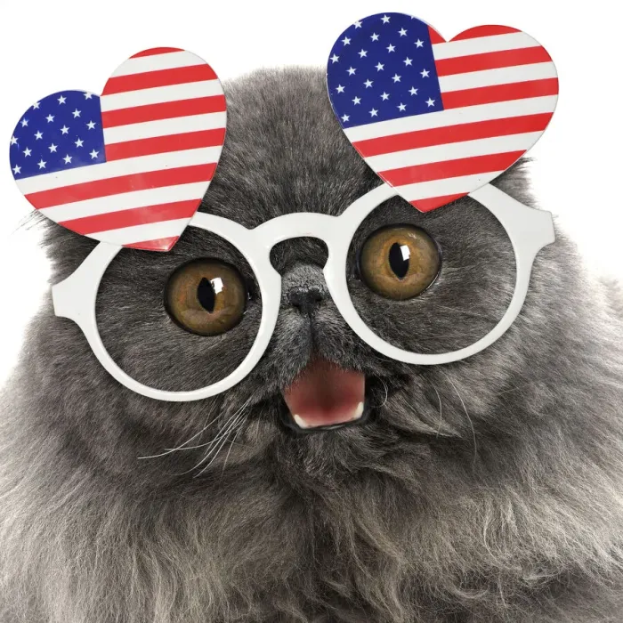 Framed Print : Blue Persian Cat wearing heart shaped American flag glasses Framed Print : Blue Persian Cat wearing heart shaped American flag glasses