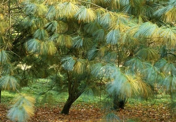 Blue Pine  /  Himalayan White Pine Tree - sometimes erroneously called Bhutan Pine