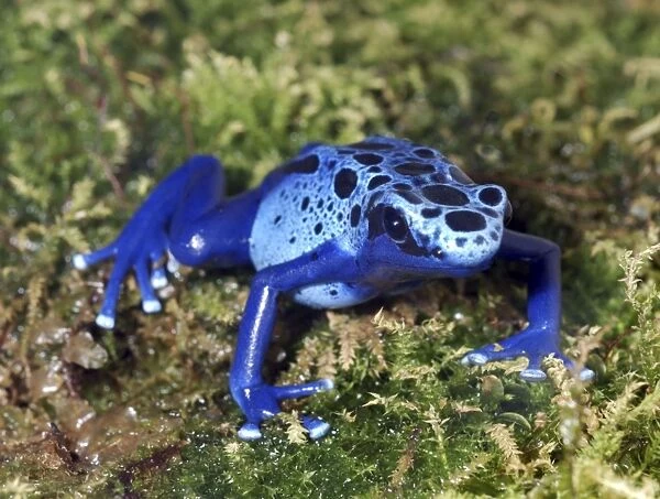 Blue Poison Arrow Frog: tropical South America