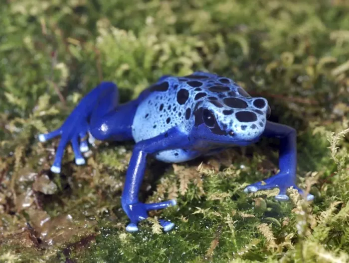 Framed Print : Blue Poison Arrow Frog: tropical South America Framed Print : Blue Poison Arrow Frog: tropical South America