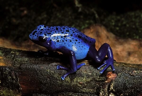 Blue Poison Arrow  /  Poison Dart Frog