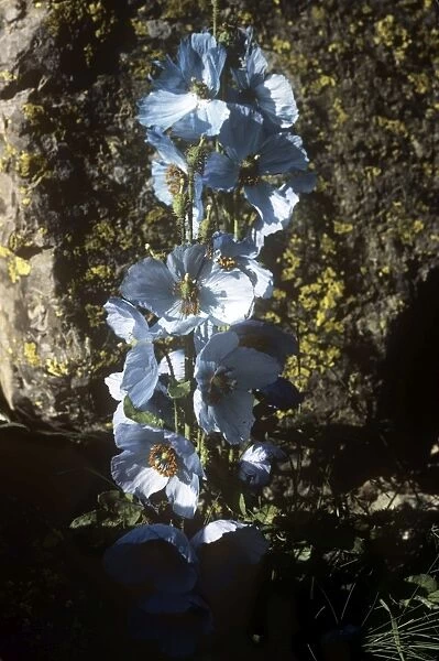 Blue Poppy - Dachigam National Park - Jammu and Kashmir