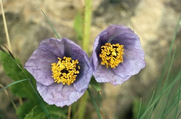 Blue Poppy - Dachigam National Park - Jammu and Kashmir
