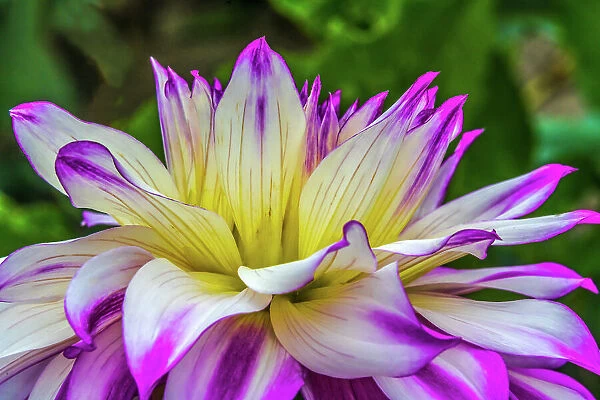 Blue purple white Dinnerplate AA dahlia blooming. Dahlia named Ferncliff Illusion Date: 07-02-2021