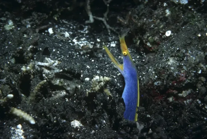 Framed Print : Blue Ribbon Eel - lives in sandy areas in the central western Pacific and the western Indian Ocean. Subadults are black with a yellow fin. Indonesia Framed Print : Blue Ribbon Eel - lives in sandy areas in the central western Pacific and the western Indian Ocean. Subadults are black with a yellow fin. Indonesia