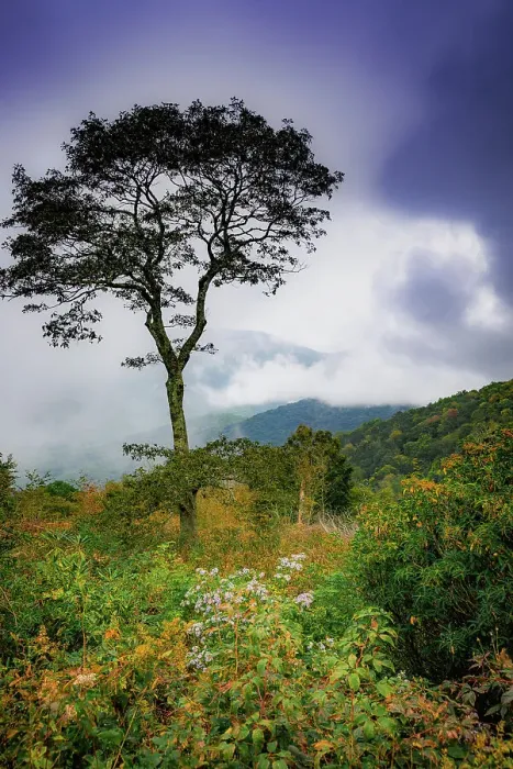 Framed Print : Blue Ridge Parkway, Smoky Mountains, USA. Date: 30-09-2018 Framed Print : Blue Ridge Parkway, Smoky Mountains, USA. Date: 30-09-2018