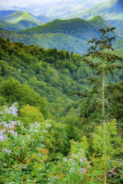Framed Print : Blue Ridge Parkway vista, Smoky Mountains, USA. Date: 30-09-2018 Framed Print : Blue Ridge Parkway vista, Smoky Mountains, USA. Date: 30-09-2018