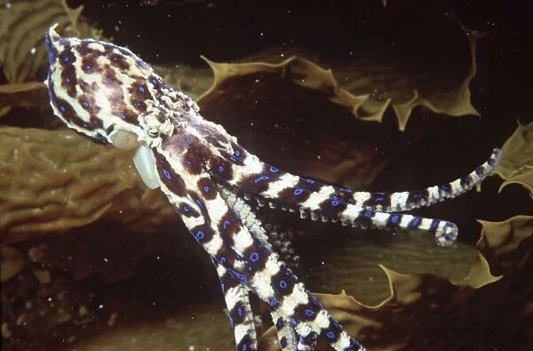 Blue-ringed Octopus AU-1396
