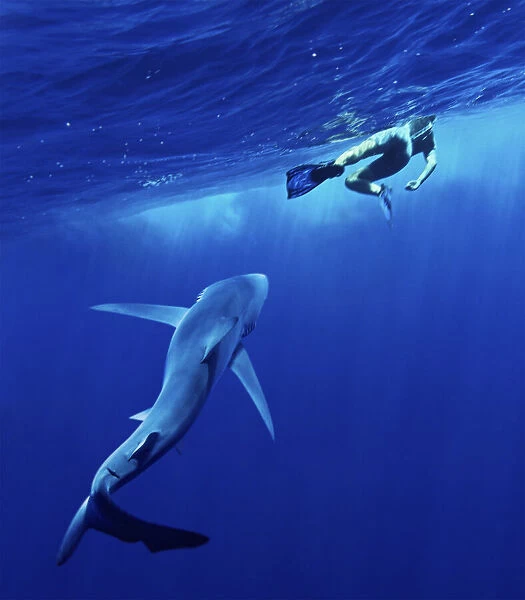 Blue shark approaching swimmer at the surface. Increasingly, people and sharks come into contact as humans spend their leisure time in the seas and oceans