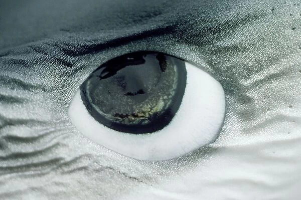 Blue Shark Eye - shows ampullae of Lorenzini