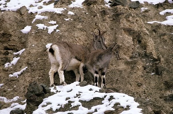 Blue Sheep  /  Bharal - female and young - Ladakh - Jammu & Kashmir - India