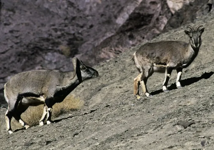 Framed Print : Blue Sheep  /  Bharal - male approaches female in rutting season - Ladakh - India