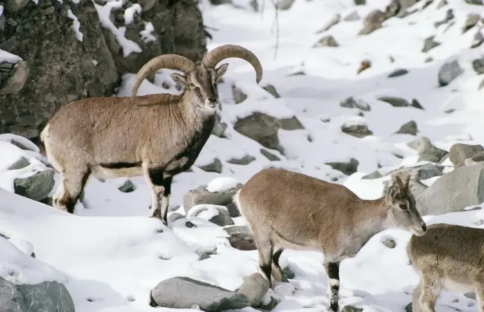 Framed Print : Blue Sheep Wild, Male & Female. Ladakh, India Framed Print : Blue Sheep Wild, Male & Female. Ladakh, India