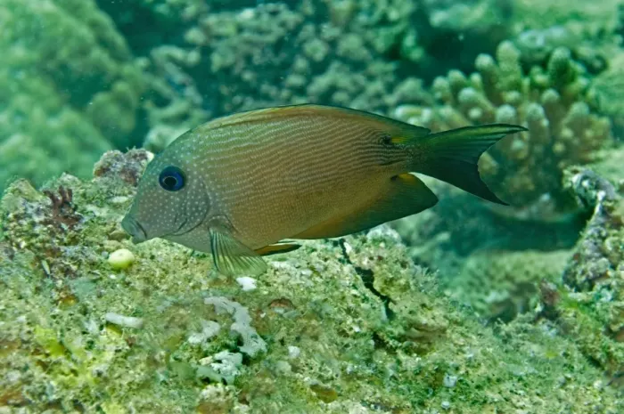 Framed Print : Blue-spotted bristletooth / Striped-fin surgeonfish Pacific Harbour. Fiji Framed Print : Blue-spotted bristletooth / Striped-fin surgeonfish Pacific Harbour. Fiji