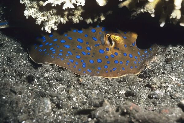 Blue-spotted Ray Indo Pacific, Papua New Guinea