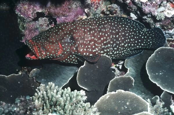 Blue-spotted Rockcod. - Usually found on shallow reefs and sea grass beds. Great Barrier reef, Australia