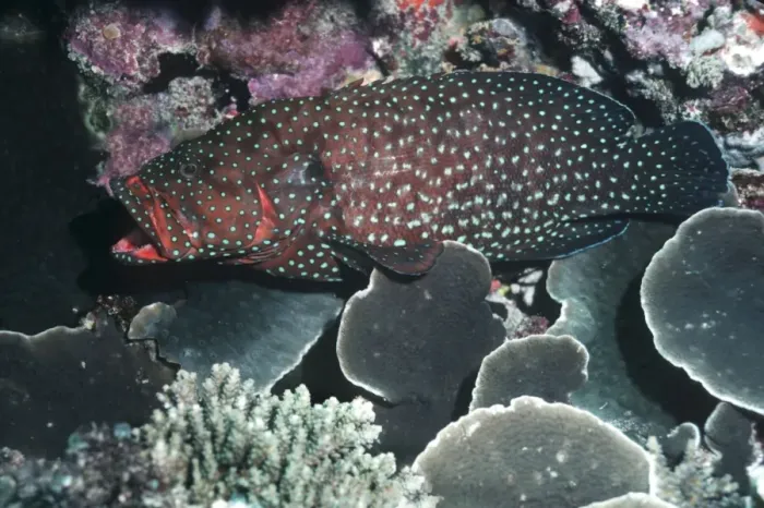 Framed Print : Blue-spotted Rockcod. - Usually found on shallow reefs and sea grass beds. Great Barrier reef, Australia Framed Print : Blue-spotted Rockcod. - Usually found on shallow reefs and sea grass beds. Great Barrier reef, Australia