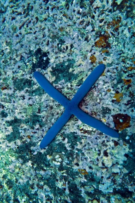 Framed Print : Blue Starfish - born with 4 legs instead of five - Indonesia