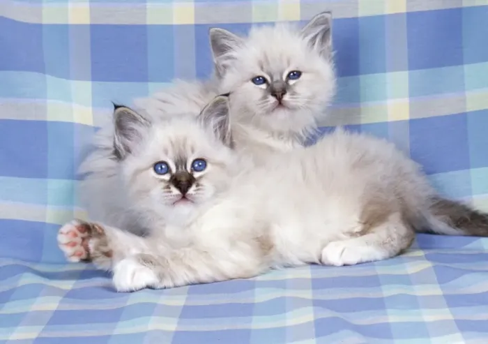 Framed Print : Blue Tabby & Deak Tabby Birman Cat - kittens on check material Framed Print : Blue Tabby & Deak Tabby Birman Cat - kittens on check material
