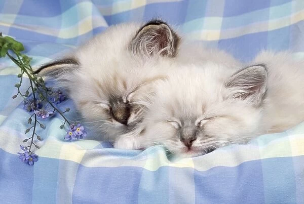 Blue Tabby & Seal Tabby Birman Cat - x2 kittens asleep